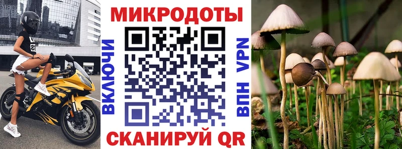 Купить  Полярный  Галлюциногенные грибы Psilocybine cubensis 